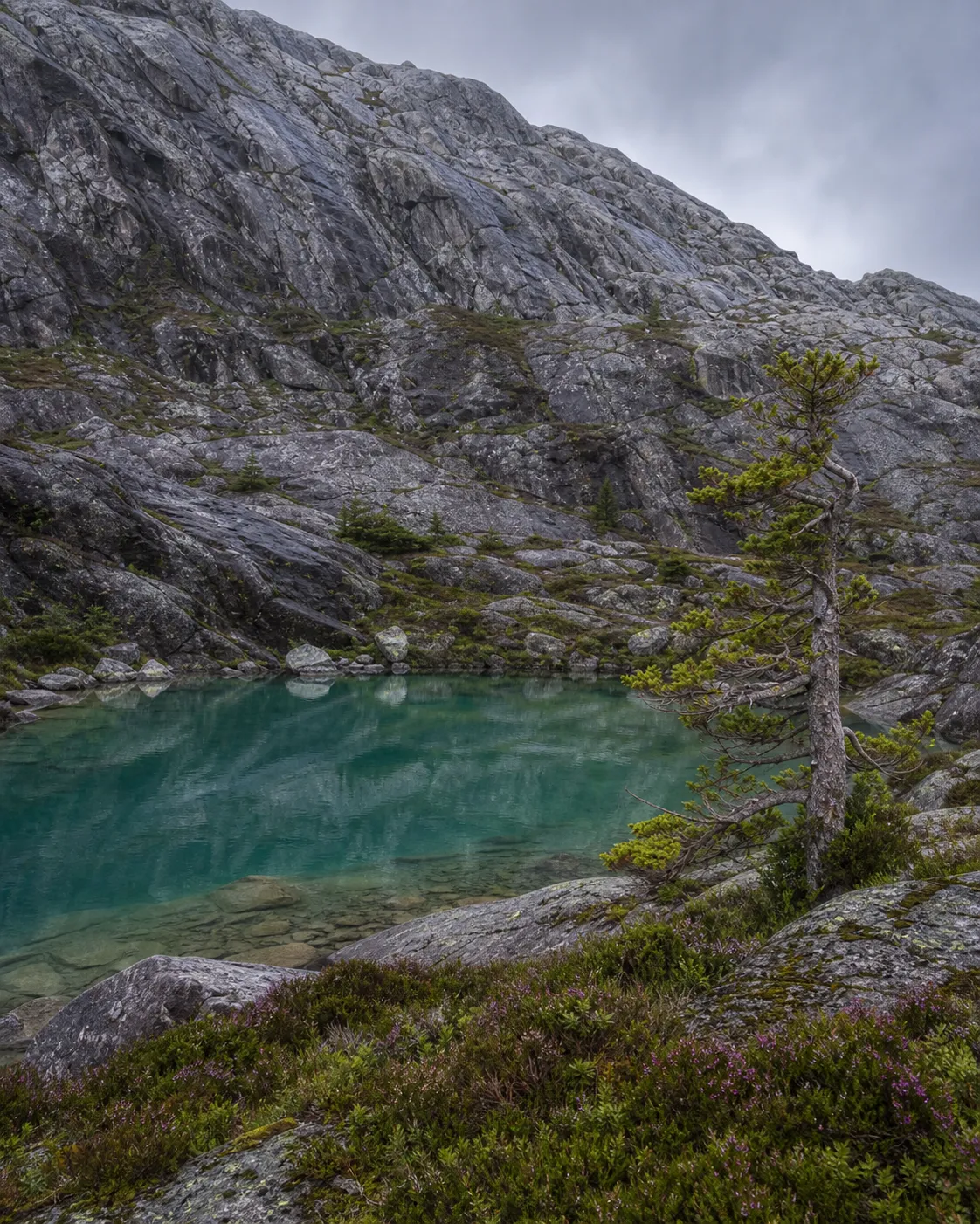 A turquoise alpine tarn beside a wind-shaped tree and wet granite