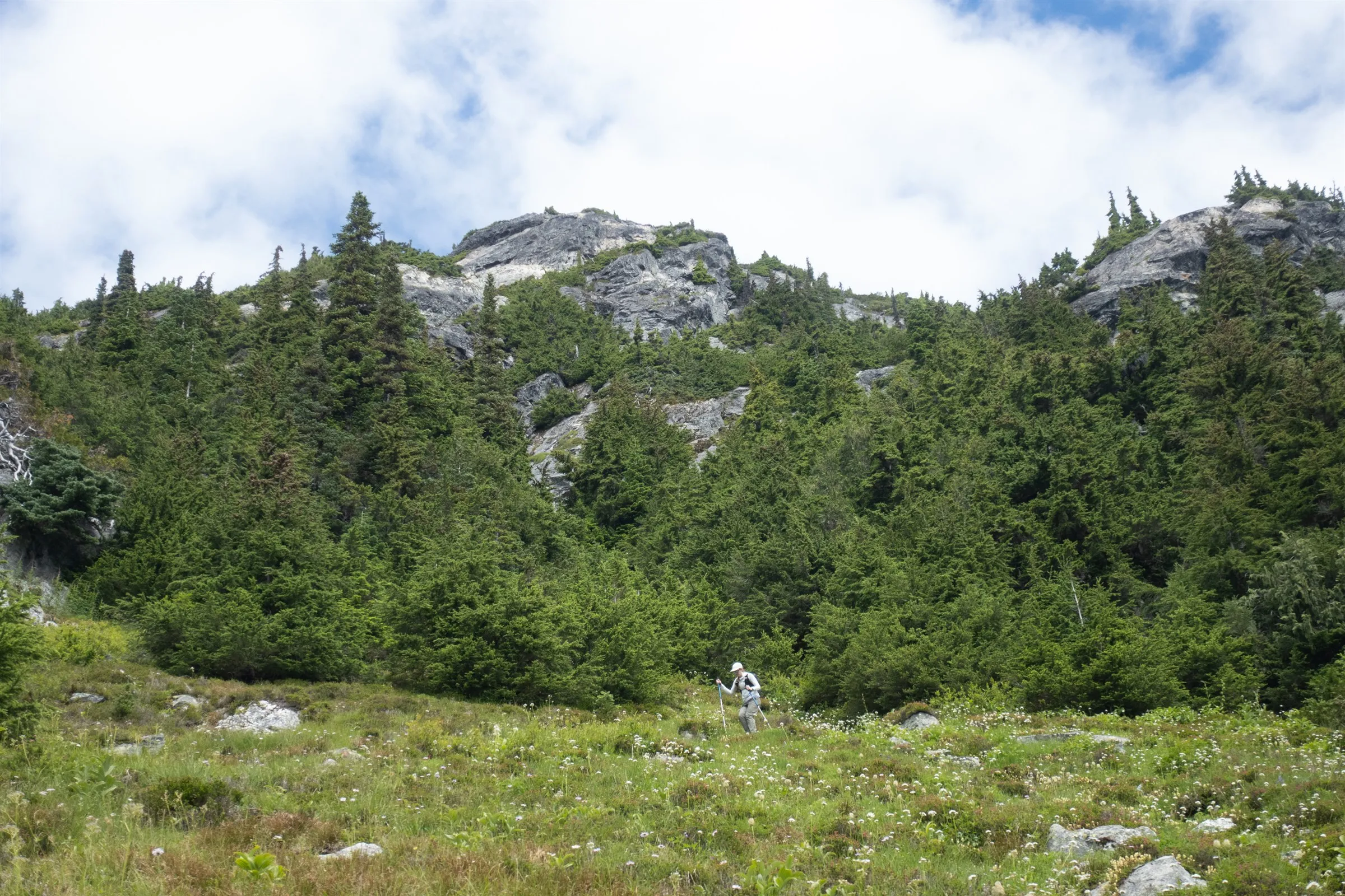 Linsey hiking with poles through wildflowers below the forested slopes above Brandywine Meadows